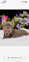 Max, a male French Bulldog for sale in Blue Springs, MO – 2 of 2