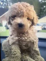 Gabbana, a male Poodle - Miniature  for sale in Charlotte, NC – 2 of 5