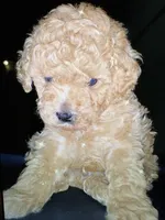 Gabbana, a male Poodle - Miniature  for sale in Charlotte, NC – 3 of 5