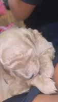 Gabbana, a male Poodle - Miniature  for sale in Charlotte, NC – 5 of 5