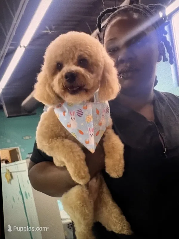 Gabbana – Poodle - Miniature  puppy for sale in Charlotte, NC