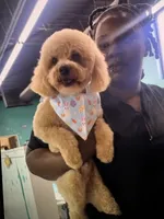 Gabbana, a male Poodle - Miniature  for sale in Charlotte, NC – 1 of 5