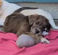 Viola, a female Double Doodle for sale in Chula Vista, CA – 3 of 4