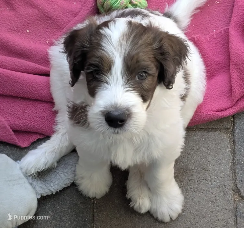 Lysander – Double Doodle puppy for sale in Chula Vista, CA