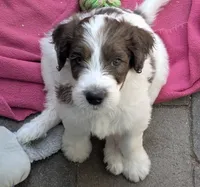 Lysander, a male Double Doodle for sale in Chula Vista, CA – 1 of 2