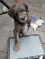 Viola, a female Double Doodle for sale in Chula Vista, CA – 2 of 4