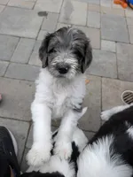 Orlando, a male Double Doodle for sale in Chula Vista, CA – 2 of 3