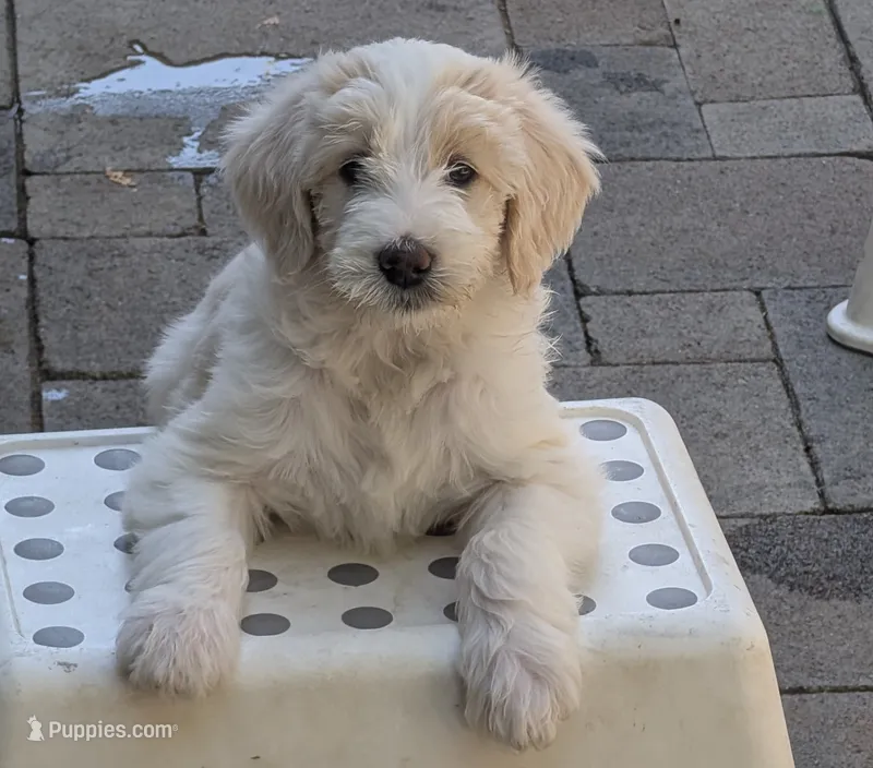 Hermia – Double Doodle puppy for sale in Chula Vista, CA
