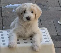 Hermia, a female Double Doodle for sale in Chula Vista, CA – 1 of 2