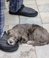 Viola, a female Double Doodle for sale in Chula Vista, CA – 4 of 4