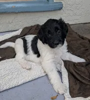 Juliet, a female Double Doodle for sale in Chula Vista, CA – 2 of 2