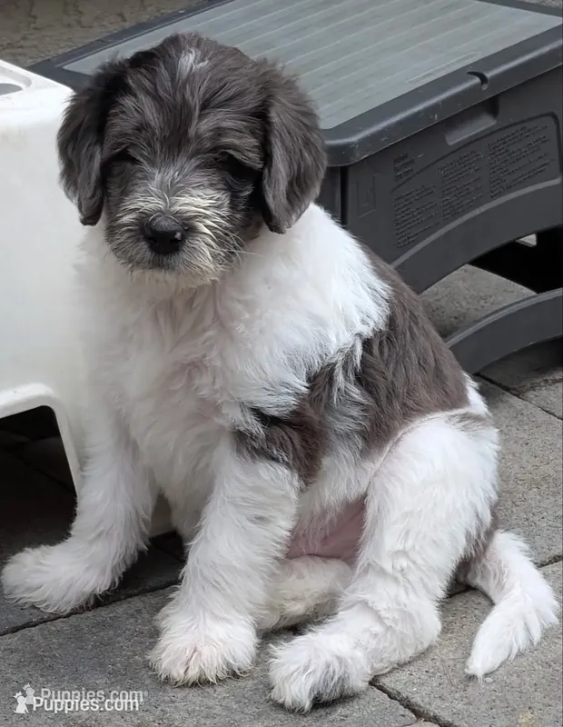 Orlando – Double Doodle puppy for sale in Chula Vista, CA