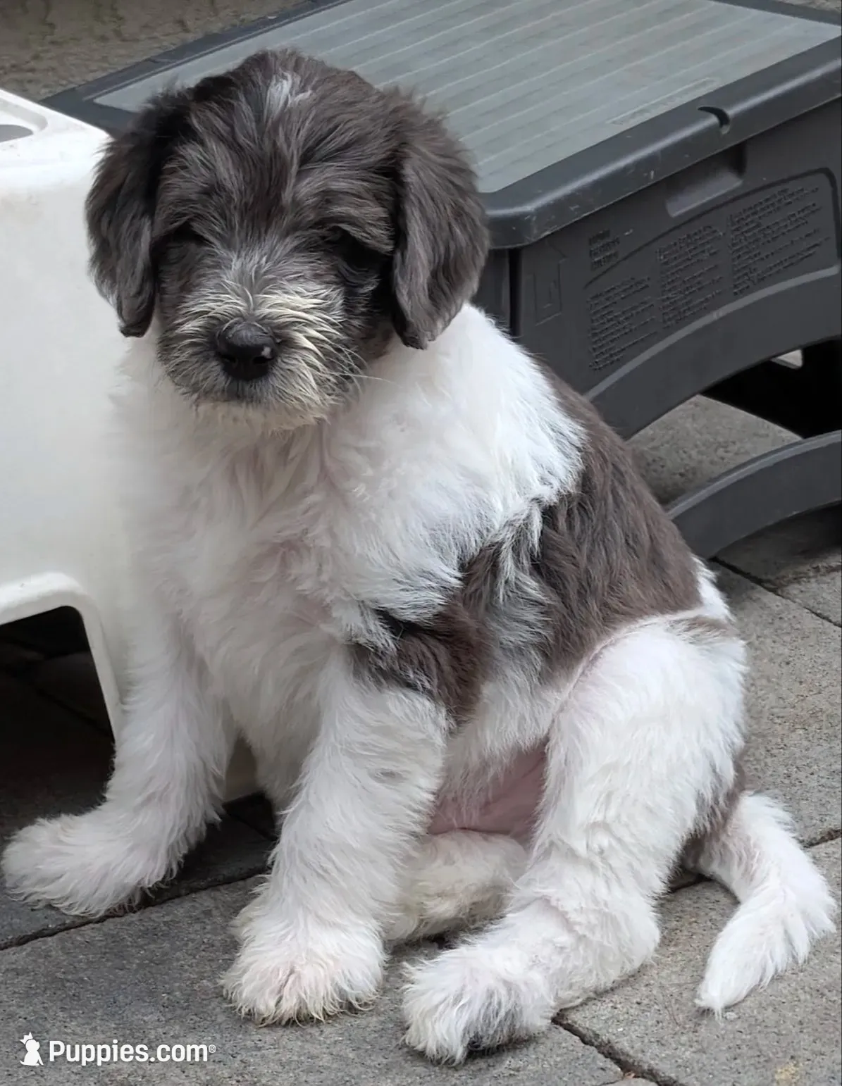 Orlando, a male Double Doodle for sale in Chula Vista, CA – 1 of 3