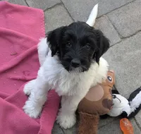 Juliet, a female Double Doodle for sale in Chula Vista, CA – 1 of 2