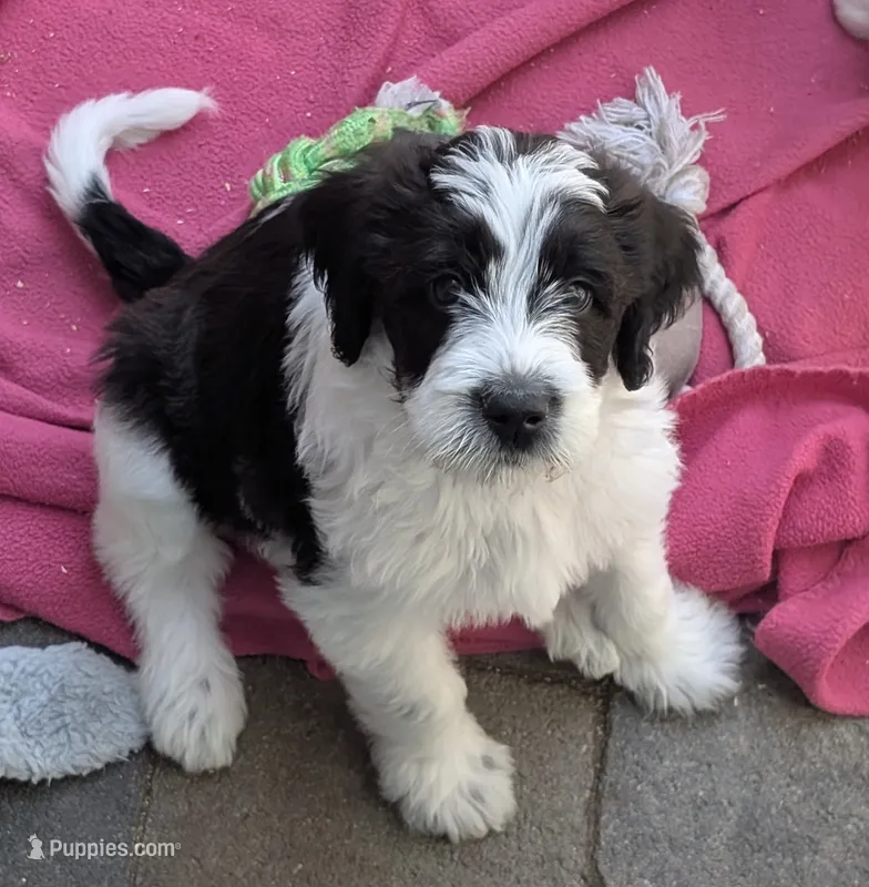 Romeo – Double Doodle puppy for sale in Chula Vista, CA