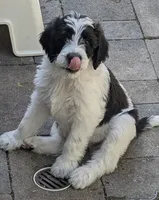 Romeo, a male Double Doodle for sale in Chula Vista, CA – 2 of 2