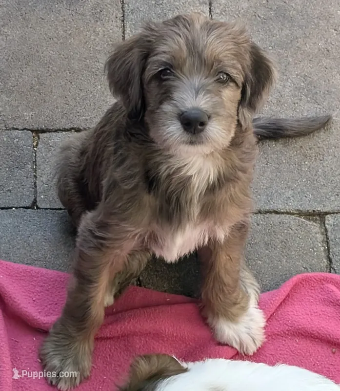 Viola – Double Doodle puppy for sale in Chula Vista, CA
