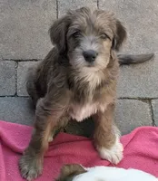 Viola, a female Double Doodle for sale in Chula Vista, CA – 1 of 4
