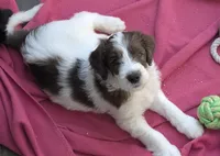 Lysander, a male Double Doodle for sale in Chula Vista, CA – 2 of 2