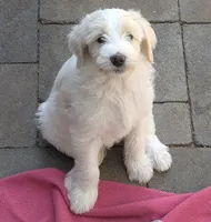 Hermia, a female Double Doodle for sale in Chula Vista, CA – 2 of 2