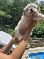 Sugar Bear, a female Shih Tzu for sale in Cleveland, TN – 2 of 3