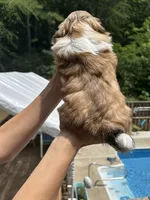 Shih Tzu-Honey Bear, a female Shih Tzu for sale in Cleveland, TN – 3 of 3
