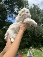 Snow Bear, a male Shih Tzu for sale in Cleveland, TN – 4 of 4