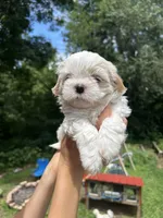 Snow Bear, a male Shih Tzu for sale in Cleveland, TN – 3 of 4