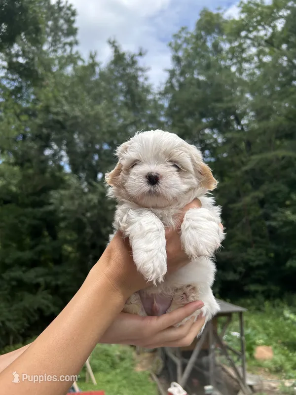 Snow Bear – Shih Tzu puppy for sale in Cleveland, TN