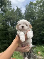Snow Bear, a male Shih Tzu for sale in Cleveland, TN – 1 of 4