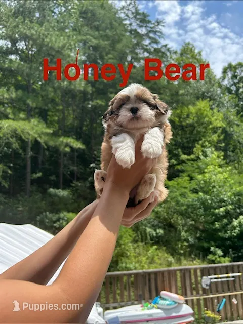 Shih Tzu-Honey Bear – Shih Tzu puppy for sale in Cleveland, TN