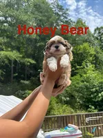 Shih Tzu-Honey Bear, a female Shih Tzu for sale in Cleveland, TN – 1 of 3