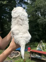 Snow Bear, a male Shih Tzu for sale in Cleveland, TN – 2 of 4