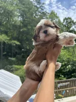 Shih Tzu-Honey Bear, a female Shih Tzu for sale in Cleveland, TN – 2 of 3
