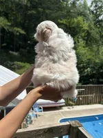 Sugar Bear, a female Shih Tzu for sale in Cleveland, TN – 3 of 3