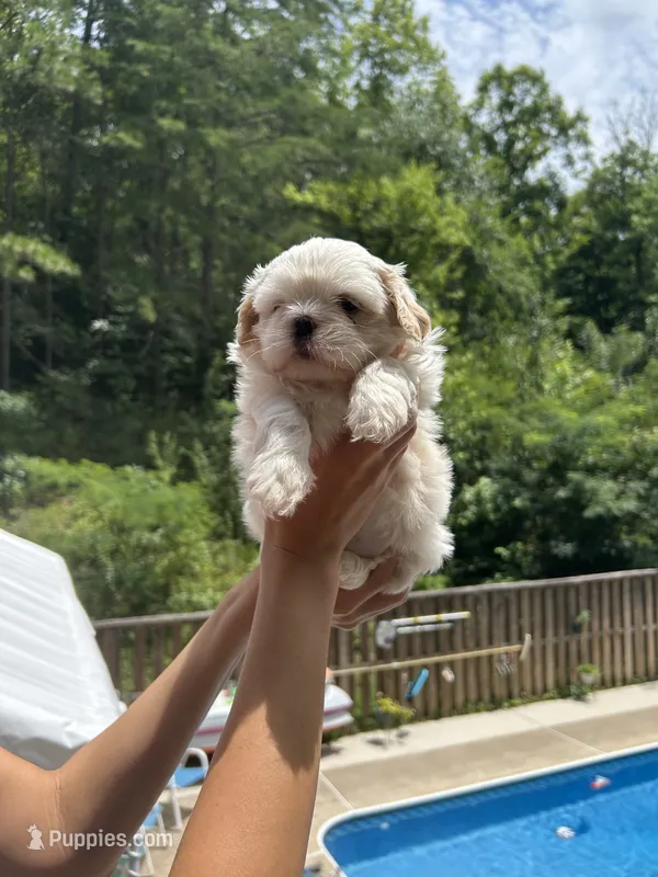 Sugar Bear – Shih Tzu puppy for sale in Cleveland, TN