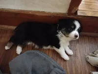 Cookie, a female Miniature Australian Shepherd for sale in La Mirada, CA – 2 of 10