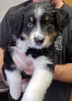 Cookie, a female Miniature Australian Shepherd for sale in La Mirada, CA – 1 of 2