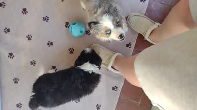 Cookie, a female Miniature Australian Shepherd for sale in La Mirada, CA – 10 of 10