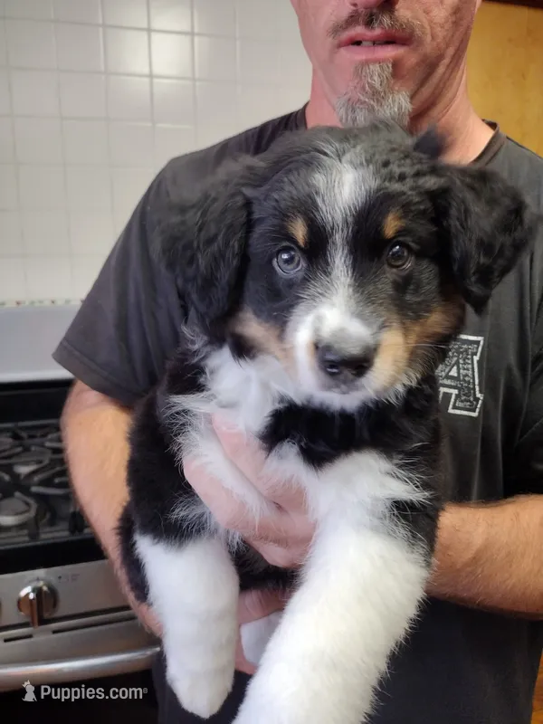 Cookie – Miniature Australian Shepherd puppy for sale in La Mirada, CA