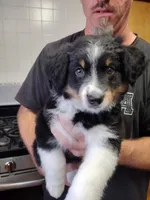 Cookie, a female Miniature Australian Shepherd for sale in La Mirada, CA – 1 of 10