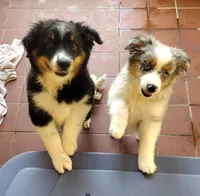 Cookie, a female Miniature Australian Shepherd for sale in La Mirada, CA – 8 of 10