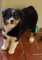 Cookie, a female Miniature Australian Shepherd for sale in La Mirada, CA – 4 of 10