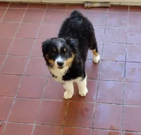 Cookie, a female Miniature Australian Shepherd for sale in La Mirada, CA – 3 of 10