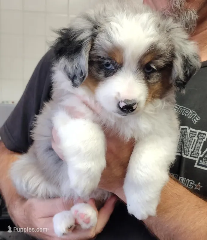 Daisy – Miniature Australian Shepherd puppy for sale in La Mirada, CA