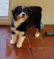 Cookie, a female Miniature Australian Shepherd for sale in La Mirada, CA – 7 of 10