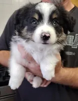 Teddy, a male Australian Shepherd for sale in La Mirada, CA – 2 of 2