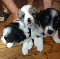 Cookie, a female Miniature Australian Shepherd for sale in La Mirada, CA – 6 of 10