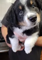 Cookie, a female Miniature Australian Shepherd for sale in La Mirada, CA – 5 of 10