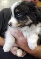Teddy, a male Australian Shepherd for sale in La Mirada, CA – 1 of 2